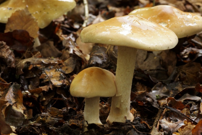 <i class='fa fa-user'></i>&nbsp;Jelle Bakker&nbsp;|  Grote Vaalhoed&nbsp; <i class='fa fa-eye'>&nbsp;50</i> &nbsp; <i class='fa fa-comment-o'>&nbsp;3</i>