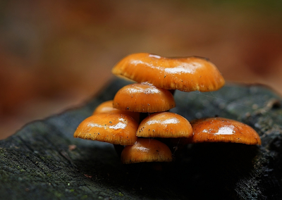 <i class='fa fa-user'></i>&nbsp;Ben Aalders&nbsp;|  Kraagmosklokje&nbsp; <i class='fa fa-eye'>&nbsp;69</i> &nbsp;<i class='fa fa-thumbs-up'>&nbsp;2</i> &nbsp; <i class='fa fa-comment-o'>&nbsp;5</i>