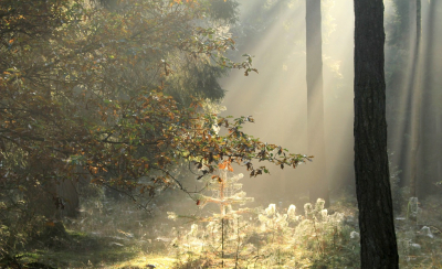 <i class='fa fa-user'></i>&nbsp;Tineke Strijbosch&nbsp;|  Sprookjesbos&nbsp; <i class='fa fa-eye'>&nbsp;100</i> &nbsp;<i class='fa fa-thumbs-up'>&nbsp;5</i> &nbsp; <i class='fa fa-comment-o'>&nbsp;7</i>