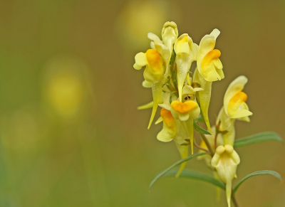 <i class='fa fa-user'></i>&nbsp;Cor&nbsp;|  Vlasbekje&nbsp; <i class='fa fa-eye'>&nbsp;67</i> &nbsp;<i class='fa fa-thumbs-up'>&nbsp;2</i> &nbsp; <i class='fa fa-comment-o'>&nbsp;8</i>