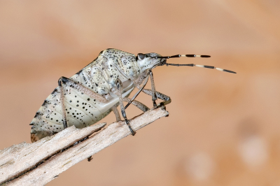 <i class='fa fa-user'></i>&nbsp;Johan van Gurp&nbsp;|  Grauwe Schildwants&nbsp; <i class='fa fa-eye'>&nbsp;90</i> &nbsp;<i class='fa fa-thumbs-up'>&nbsp;7</i> &nbsp; <i class='fa fa-comment-o'>&nbsp;5</i>