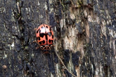 <i class='fa fa-user'></i>&nbsp;A. Soeting&nbsp;|  Vloeivleklieveheersbeestje&nbsp; <i class='fa fa-eye'>&nbsp;66</i> &nbsp; <i class='fa fa-comment-o'>&nbsp;5</i>