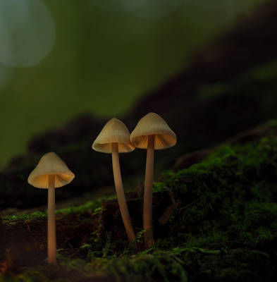 <i class='fa fa-user'></i>&nbsp;Jurgen Maassen&nbsp;|  Mycena sp.&nbsp; <i class='fa fa-eye'>&nbsp;75</i> &nbsp;<i class='fa fa-thumbs-up'>&nbsp;3</i> &nbsp; <i class='fa fa-comment-o'>&nbsp;4</i>