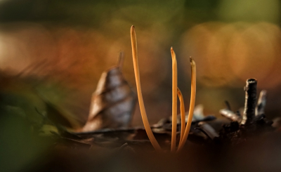 <i class='fa fa-user'></i>&nbsp;nelappelmelk&nbsp;|  Pijpknotszwam&nbsp; <i class='fa fa-eye'>&nbsp;74</i> &nbsp; <i class='fa fa-comment-o'>&nbsp;4</i>