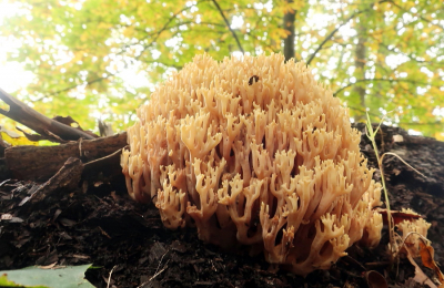 <i class='fa fa-user'></i>&nbsp;rixte&nbsp;|  Rechte Koraalzwam&nbsp; <i class='fa fa-eye'>&nbsp;75</i> &nbsp; <i class='fa fa-comment-o'>&nbsp;3</i>