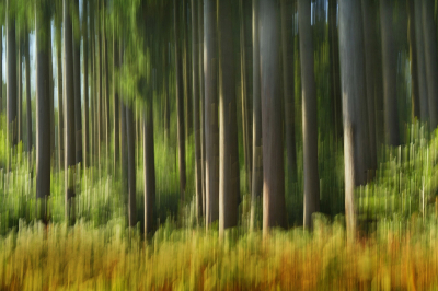 <i class='fa fa-user'></i>&nbsp;Nel R&nbsp;|  In het bos&nbsp; <i class='fa fa-eye'>&nbsp;85</i> &nbsp;<i class='fa fa-thumbs-up'>&nbsp;1</i> &nbsp; <i class='fa fa-comment-o'>&nbsp;3</i>