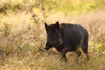 <i class='fa fa-user'></i>&nbsp;Eric Gibcus&nbsp;|  Wild Zwijn&nbsp; <i class='fa fa-eye'>&nbsp;115</i> &nbsp; <i class='fa fa-comment-o'>&nbsp;3</i>