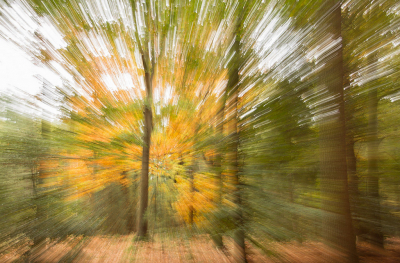 <i class='fa fa-user'></i>&nbsp;Truus Aletta Maan&nbsp;|  Herfst bos&nbsp; <i class='fa fa-eye'>&nbsp;77</i> &nbsp;<i class='fa fa-thumbs-up'>&nbsp;1</i> &nbsp; <i class='fa fa-comment-o'>&nbsp;3</i>