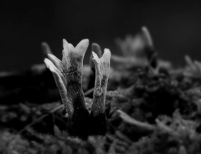 <i class='fa fa-user'></i>&nbsp;Ben Aalders&nbsp;|  Geweizwam&nbsp; <i class='fa fa-eye'>&nbsp;69</i> &nbsp;<i class='fa fa-thumbs-up'>&nbsp;2</i> &nbsp; <i class='fa fa-comment-o'>&nbsp;5</i>