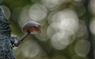 <i class='fa fa-user'></i>&nbsp;nelappelmelk&nbsp;|  Porseleinzwam&nbsp; <i class='fa fa-eye'>&nbsp;82</i> &nbsp;<i class='fa fa-thumbs-up'>&nbsp;2</i> &nbsp; <i class='fa fa-comment-o'>&nbsp;4</i>