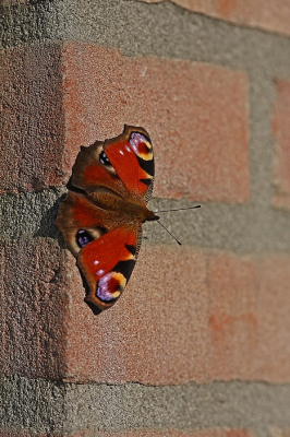 <i class='fa fa-user'></i>&nbsp;Cor&nbsp;|  Dagpauwoog&nbsp; <i class='fa fa-eye'>&nbsp;77</i> &nbsp;<i class='fa fa-thumbs-up'>&nbsp;3</i> &nbsp; <i class='fa fa-comment-o'>&nbsp;6</i>