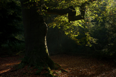 <i class='fa fa-user'></i>&nbsp;Hendrik van Kampen&nbsp;|  Beuk&nbsp; <i class='fa fa-eye'>&nbsp;100</i> &nbsp;<i class='fa fa-thumbs-up'>&nbsp;2</i> &nbsp; <i class='fa fa-comment-o'>&nbsp;5</i>