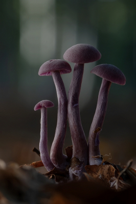 <i class='fa fa-user'></i>&nbsp;Johan van Gurp&nbsp;|  Amethistzwam&nbsp; <i class='fa fa-eye'>&nbsp;114</i> &nbsp;<i class='fa fa-thumbs-up'>&nbsp;11</i> &nbsp; <i class='fa fa-comment-o'>&nbsp;4</i>