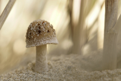 <i class='fa fa-user'></i>&nbsp;Nel R&nbsp;|  Duinfranjehoed&nbsp; <i class='fa fa-eye'>&nbsp;94</i> &nbsp;<i class='fa fa-thumbs-up'>&nbsp;10</i> &nbsp; <i class='fa fa-comment-o'>&nbsp;7</i>