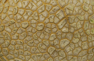 <i class='fa fa-user'></i>&nbsp;Nel R&nbsp;|  Gele Aardappelbovist&nbsp; <i class='fa fa-eye'>&nbsp;77</i> &nbsp;<i class='fa fa-thumbs-up'>&nbsp;3</i> &nbsp; <i class='fa fa-comment-o'>&nbsp;6</i>