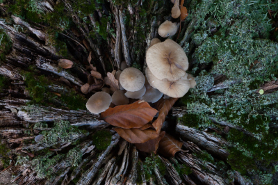 <i class='fa fa-user'></i>&nbsp;Adri Gr Nuelend&nbsp;|  Stammetje&nbsp; <i class='fa fa-eye'>&nbsp;91</i> &nbsp;<i class='fa fa-thumbs-up'>&nbsp;6</i> &nbsp; <i class='fa fa-comment-o'>&nbsp;8</i>