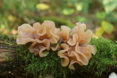 <i class='fa fa-user'></i>&nbsp;Jelle Bakker&nbsp;|  Bruine Trilzwam&nbsp; <i class='fa fa-eye'>&nbsp;80</i> &nbsp;<i class='fa fa-thumbs-up'>&nbsp;1</i> &nbsp; <i class='fa fa-comment-o'>&nbsp;3</i>