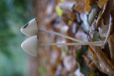 <i class='fa fa-user'></i>&nbsp;Jasper&nbsp;|  Langsteelfranjehoed&nbsp; <i class='fa fa-eye'>&nbsp;123</i> &nbsp; <i class='fa fa-comment-o'>&nbsp;3</i>