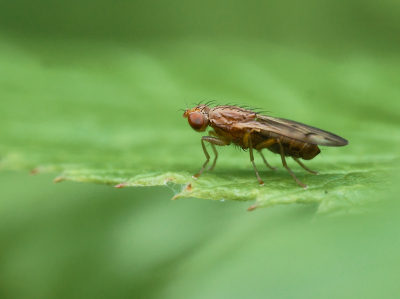 <i class='fa fa-user'></i>&nbsp;janvangastel&nbsp;|  Opomyza germinationis&nbsp; <i class='fa fa-eye'>&nbsp;52</i> &nbsp; <i class='fa fa-comment-o'>&nbsp;2</i>