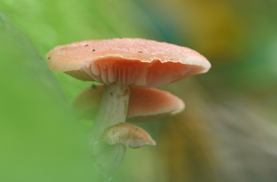 <i class='fa fa-user'></i>&nbsp;nelappelmelk&nbsp;|  Zalmzwam&nbsp; <i class='fa fa-eye'>&nbsp;76</i> &nbsp;<i class='fa fa-thumbs-up'>&nbsp;3</i> &nbsp; <i class='fa fa-comment-o'>&nbsp;2</i>