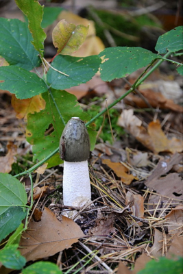 <i class='fa fa-user'></i>&nbsp;vun&nbsp;|  Grote Stinkzwam&nbsp; <i class='fa fa-eye'>&nbsp;67</i> &nbsp; <i class='fa fa-comment-o'>&nbsp;1</i>