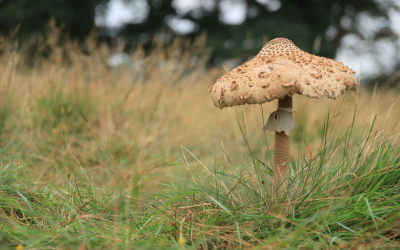 <i class='fa fa-user'></i>&nbsp;Tineke Strijbosch&nbsp;|  Grote Parasolzwam&nbsp; <i class='fa fa-eye'>&nbsp;60</i> &nbsp; <i class='fa fa-comment-o'>&nbsp;6</i>