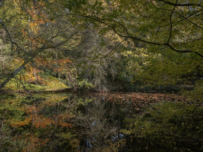 <i class='fa fa-user'></i>&nbsp;Tim Oord&nbsp;|  Herfstbos&nbsp; <i class='fa fa-eye'>&nbsp;110</i> &nbsp;<i class='fa fa-thumbs-up'>&nbsp;7</i> &nbsp; <i class='fa fa-comment-o'>&nbsp;1</i>