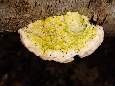 <i class='fa fa-user'></i>&nbsp;janvangastel&nbsp;|  Witte Bultzwam&nbsp; <i class='fa fa-eye'>&nbsp;58</i> &nbsp; <i class='fa fa-comment-o'>&nbsp;1</i>