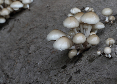 <i class='fa fa-user'></i>&nbsp;Ad Sprang&nbsp;|  Porseleinzwam&nbsp; <i class='fa fa-eye'>&nbsp;81</i> &nbsp;<i class='fa fa-thumbs-up'>&nbsp;3</i> &nbsp; <i class='fa fa-comment-o'>&nbsp;5</i>