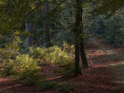 <i class='fa fa-user'></i>&nbsp;Tim Oord&nbsp;|  Herfstbos (II)&nbsp; <i class='fa fa-eye'>&nbsp;66</i> &nbsp;<i class='fa fa-thumbs-up'>&nbsp;3</i> &nbsp; <i class='fa fa-comment-o'>&nbsp;2</i>