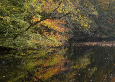 <i class='fa fa-user'></i>&nbsp;Tim Oord&nbsp;|  Herfstbos (III)&nbsp; <i class='fa fa-eye'>&nbsp;90</i> &nbsp;<i class='fa fa-thumbs-up'>&nbsp;2</i> &nbsp; <i class='fa fa-comment-o'>&nbsp;4</i>