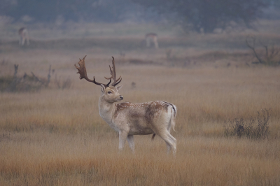 <i class='fa fa-user'></i>&nbsp;Jurgen Maassen&nbsp;|  Damhert&nbsp; <i class='fa fa-eye'>&nbsp;138</i> &nbsp;<i class='fa fa-thumbs-up'>&nbsp;5</i> &nbsp; <i class='fa fa-comment-o'>&nbsp;4</i>