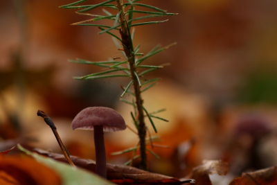 <i class='fa fa-user'></i>&nbsp;Ruben de Bruijn&nbsp;|  Amethistzwam&nbsp; <i class='fa fa-eye'>&nbsp;67</i> &nbsp; <i class='fa fa-comment-o'>&nbsp;1</i>