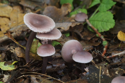 <i class='fa fa-user'></i>&nbsp;Jelle Bakker&nbsp;|  Gewoon Elfenschermpje&nbsp; <i class='fa fa-eye'>&nbsp;65</i> &nbsp; <i class='fa fa-comment-o'>&nbsp;1</i>