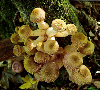 <i class='fa fa-user'></i>&nbsp;A. Soeting&nbsp;|  Echte Honingzwam&nbsp; <i class='fa fa-eye'>&nbsp;78</i> &nbsp;<i class='fa fa-thumbs-up'>&nbsp;1</i> &nbsp; <i class='fa fa-comment-o'>&nbsp;1</i>