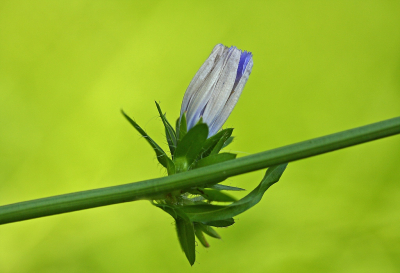 <i class='fa fa-user'></i>&nbsp;Cor&nbsp;|  Wilde Cichorei&nbsp; <i class='fa fa-eye'>&nbsp;74</i> &nbsp;<i class='fa fa-thumbs-up'>&nbsp;2</i> &nbsp; <i class='fa fa-comment-o'>&nbsp;5</i>