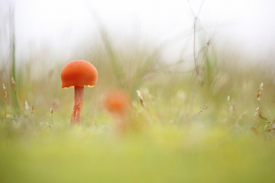 <i class='fa fa-user'></i>&nbsp;Pieter  LJ&nbsp;|  Schubbige Fopzwam&nbsp; <i class='fa fa-eye'>&nbsp;101</i> &nbsp;<i class='fa fa-thumbs-up'>&nbsp;4</i> &nbsp; <i class='fa fa-comment-o'>&nbsp;2</i>