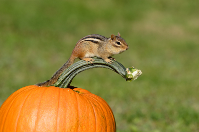 <i class='fa fa-user'></i>&nbsp;Jan Luit&nbsp;|  Gestreepte Grondeekhoorn&nbsp; <i class='fa fa-eye'>&nbsp;160</i> &nbsp;<i class='fa fa-thumbs-up'>&nbsp;10</i> &nbsp; <i class='fa fa-comment-o'>&nbsp;8</i>