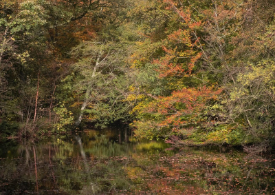 <i class='fa fa-user'></i>&nbsp;Tim Oord&nbsp;|  Herfstbos (IV)&nbsp; <i class='fa fa-eye'>&nbsp;67</i> &nbsp;<i class='fa fa-thumbs-up'>&nbsp;1</i> &nbsp; <i class='fa fa-comment-o'>&nbsp;2</i>