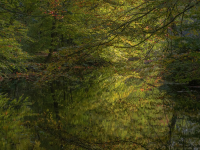 <i class='fa fa-user'></i>&nbsp;Tim Oord&nbsp;|  Herfstbos (V)&nbsp; <i class='fa fa-eye'>&nbsp;74</i> &nbsp;<i class='fa fa-thumbs-up'>&nbsp;1</i> &nbsp; <i class='fa fa-comment-o'>&nbsp;0</i>