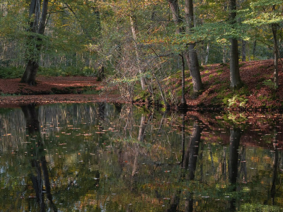 <i class='fa fa-user'></i>&nbsp;Tim Oord&nbsp;|  Herfstbos (VI)&nbsp; <i class='fa fa-eye'>&nbsp;109</i> &nbsp;<i class='fa fa-thumbs-up'>&nbsp;3</i> &nbsp; <i class='fa fa-comment-o'>&nbsp;5</i>