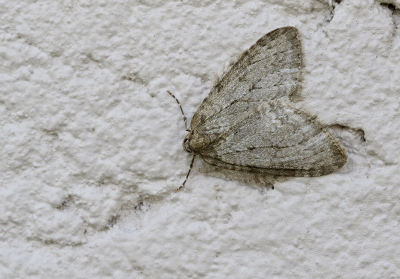 Deze Herfstspanner zat op een witachtig gekeimde pilaar, vlak onder een buitenlamp. Tijdens het fotograferen was de wind wat aan het toenemen waardoor de vlinder zo af en toe moest corrigeren, op deze foto zie je dat de linker vleugel