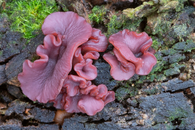 <i class='fa fa-user'></i>&nbsp;Johan van Gurp&nbsp;|  Paarse Knoopzwam s.l.&nbsp; <i class='fa fa-eye'>&nbsp;88</i> &nbsp;<i class='fa fa-thumbs-up'>&nbsp;4</i> &nbsp; <i class='fa fa-comment-o'>&nbsp;6</i>