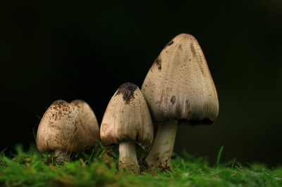 <i class='fa fa-user'></i>&nbsp;frbeuming&nbsp;|  Grote Kale Inktzwam&nbsp; <i class='fa fa-eye'>&nbsp;72</i> &nbsp;<i class='fa fa-thumbs-up'>&nbsp;1</i> &nbsp; <i class='fa fa-comment-o'>&nbsp;7</i>