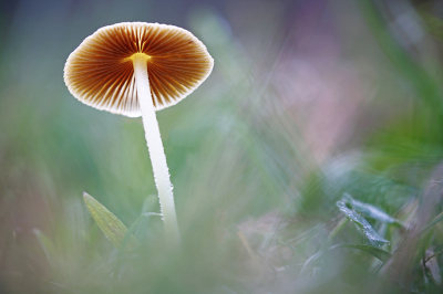 <i class='fa fa-user'></i>&nbsp;Pieter  LJ&nbsp;|  Dooiergele Mestzwam&nbsp; <i class='fa fa-eye'>&nbsp;72</i> &nbsp;<i class='fa fa-thumbs-up'>&nbsp;4</i> &nbsp; <i class='fa fa-comment-o'>&nbsp;1</i>