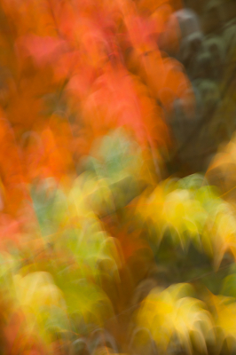 <i class='fa fa-user'></i>&nbsp;Truus Aletta Maan&nbsp;|  Herfst kleuren&nbsp; <i class='fa fa-eye'>&nbsp;101</i> &nbsp;<i class='fa fa-thumbs-up'>&nbsp;7</i> &nbsp; <i class='fa fa-comment-o'>&nbsp;8</i>