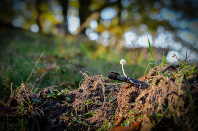 <i class='fa fa-user'></i>&nbsp;Bert Veerman&nbsp;|  Stronkmycena&nbsp; <i class='fa fa-eye'>&nbsp;58</i> &nbsp; <i class='fa fa-comment-o'>&nbsp;3</i>