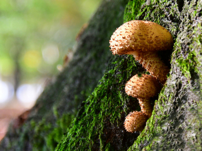 <i class='fa fa-user'></i>&nbsp;Bert Veerman&nbsp;|  Schubbige Bundelzwam&nbsp; <i class='fa fa-eye'>&nbsp;64</i> &nbsp; <i class='fa fa-comment-o'>&nbsp;4</i>