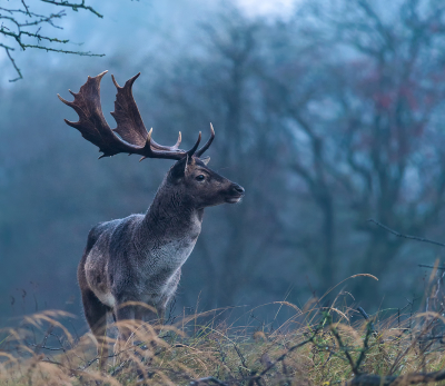 <i class='fa fa-user'></i>&nbsp;Patrick Blom&nbsp;|  Damhert&nbsp; <i class='fa fa-eye'>&nbsp;119</i> &nbsp;<i class='fa fa-thumbs-up'>&nbsp;5</i> &nbsp; <i class='fa fa-comment-o'>&nbsp;3</i>