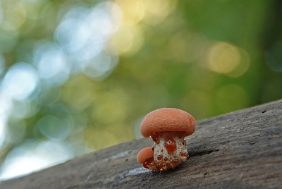 <i class='fa fa-user'></i>&nbsp;nelappelmelk&nbsp;|  Zalmzwam&nbsp; <i class='fa fa-eye'>&nbsp;136</i> &nbsp;<i class='fa fa-thumbs-up'>&nbsp;13</i> &nbsp; <i class='fa fa-comment-o'>&nbsp;10</i>